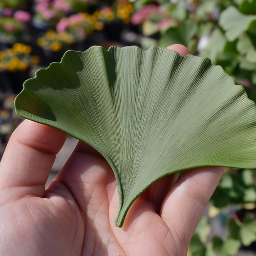 Les bienfaits du ginkgo biloba